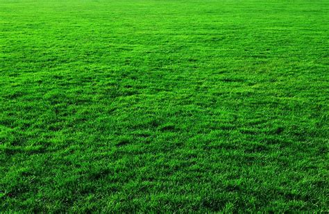 Hd Wallpaper Green Grass Background Photos Lawn Public Domain Nature Green Color
