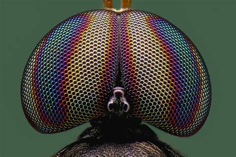 Macro Fly Compound Eyes Pikist