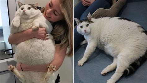 Morbidly Obese Christchurch Cat Embarks On Dramatic Weight Loss Journey