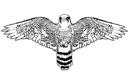 They fly fast, at speeds of 240mph! Realistic Falcon Bird Coloring Pages | Bird coloring pages ...