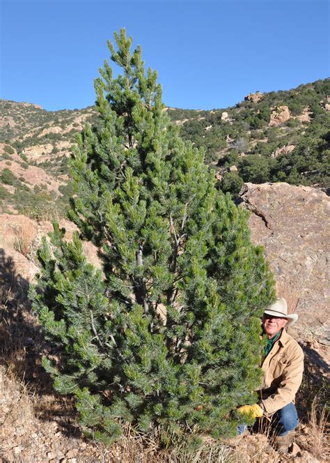 Maybe you would like to learn more about one of these? Living on Winchester Ranch: Getting our Christmas Tree