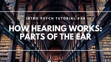 How Hearing Works Parts Of The Ear Intro Psych Tutorial 48 Youtube