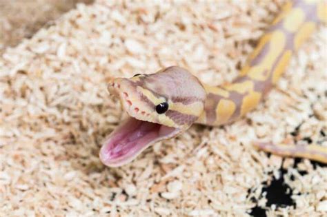 Why Do Ball Pythons Yawn And Should You Be Worried