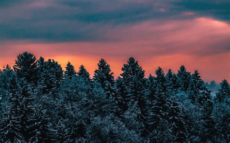 Winter Wallpaper 4k Pine Trees Evening Sky Dusk Twilight Nature 703