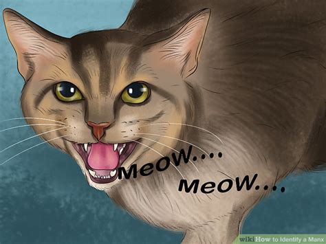 How To Identify A Manx 13 Steps With Pictures Wikihow