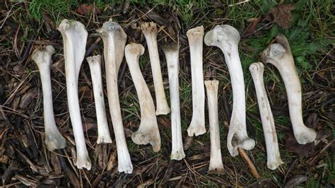12 Deer Leg Bones Found And Cleaned