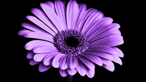 Violet Daisy Flower 4k Wallpapers Hd Wallpapers Id 21179