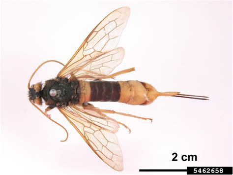 Wood Wasp Urocerus Gigas