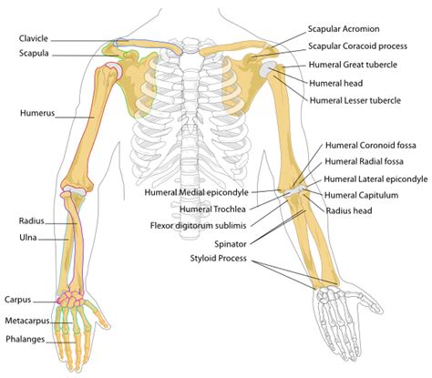 As a nurse, you will need to know the basic about the human. Human Arm Bones Diagram Clip Art at Clker.com - vector ...