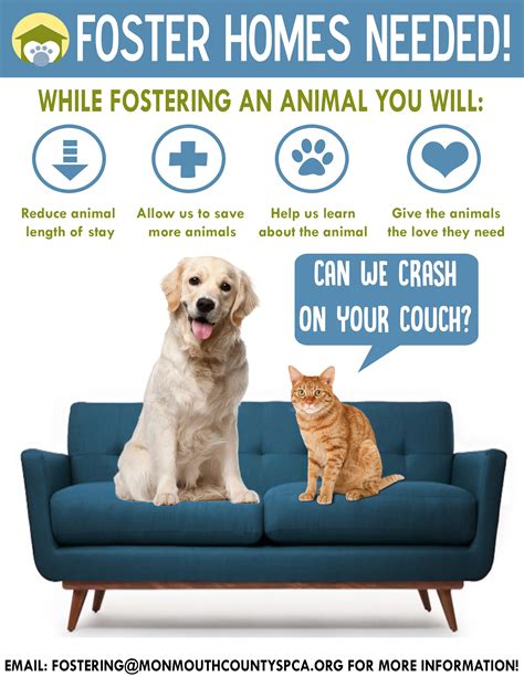 What To Do When You Foster A Dog