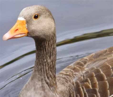 Birding For Pleasure Greylag Goose