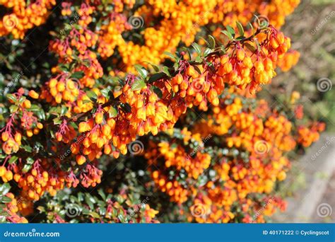 Berberis Or Barberry Bush With Orange Flowers Stock Photo Image Of