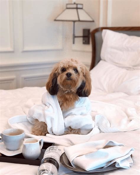 If you need a hotel in prescott that will welcome you and your pets, you're in luck. 7 Pet-Friendly Hotels, Resorts, & Chalets In Singapore For ...