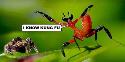 Kung Fu Mantis Vs Jumping Spider — Steemit