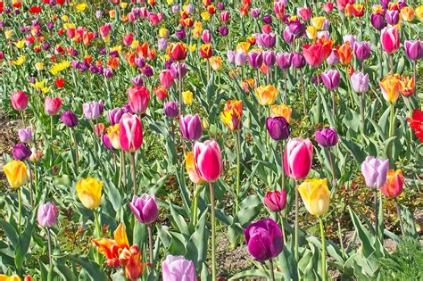 Download Free Photo Of Tulips Tulip Field Spring Tulpenbluete Bloom