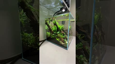 Read more about aquascaping news, product reviews, and tips for aquascaping 8 gallon rimless shrimp cube aquarium. UNS 40c Cube Aquascape - YouTube