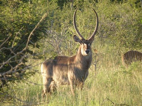 317 Best Bucks Images On Pinterest Animal Kingdom Deer And Wild Animals