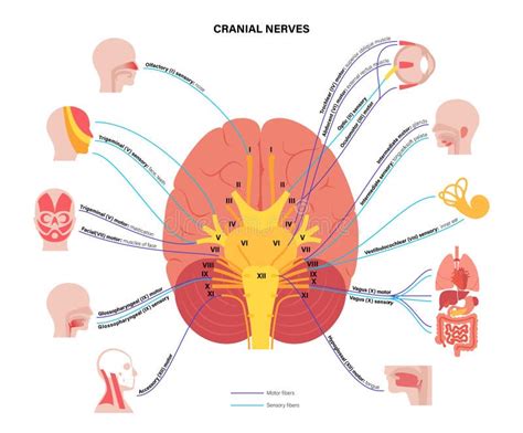 The 12 Cranial Nerves Stock Vector Illustration Of Nerve 24625974