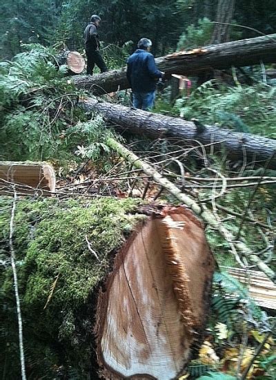 Vancouver Island Big Trees Nanoose Bay Forest Old Growth Logging