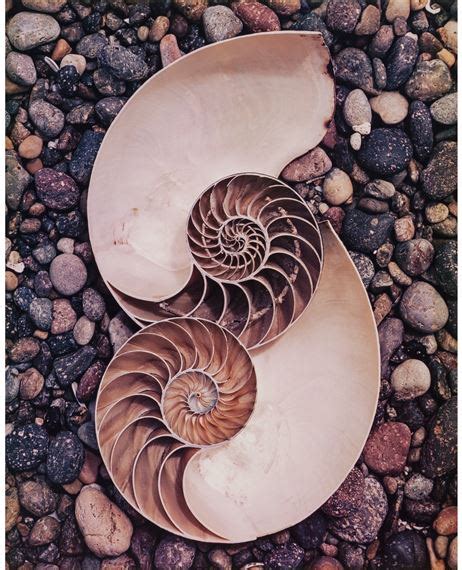 Weston Edward Nautilus Shells 1947 Mutualart