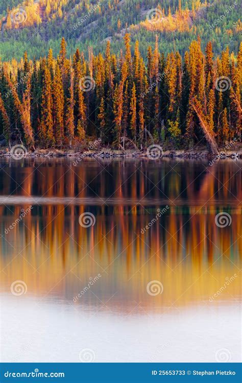 Sunset Reflections On Boreal Forest Lake In Yukon Stock Image Image