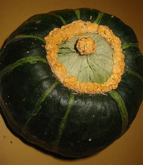 Serve the squash warm as a sweet side dish or as dessert. Kürbis "Buttercup" Squash | Flickr - Photo Sharing!