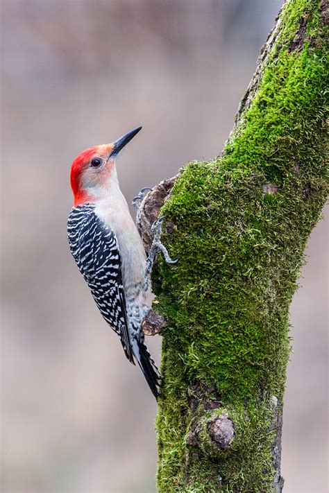 Red Bellied Woodpecker Audubon Field Guide