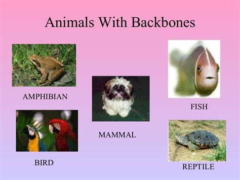 Animal Classification Vertebrates 5th Grade