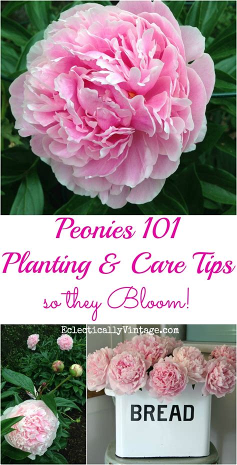 How To Plant Peonies So They Bloom