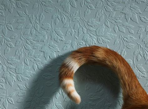We look at different tail positions and what the cat is communicating to those around it. Check Out These Cat Tail Signs