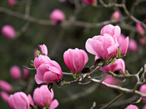Magnolia Pink Blossoms Spring Tree Hd Wallpaper Pxfuel
