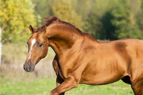 Golden Don Horse Stallion Runs Gallop Stock Image Image Of Autumn
