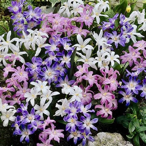 Hardy spring flowering bulbs such as lilies and alliums are best planted in september and october. 150 x Traditional Mixed Spring Flowering Bulbs Collection ...
