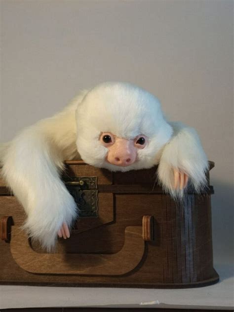 Albino Sloth By Olena Batii Tedsby