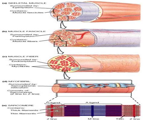 Muscle Anatomy Diagram Molecular