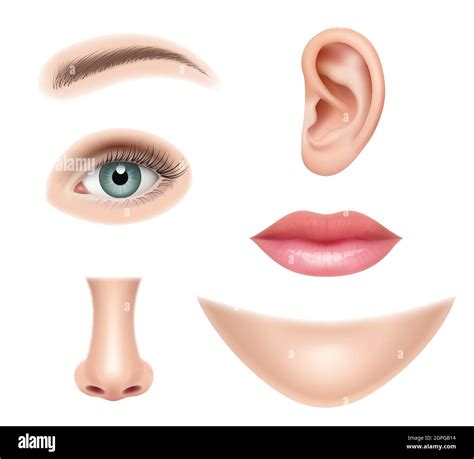 Face Realistic Human Parts Nose Head Eyes Mouth Vector Pictures Collection Set Stock Vector