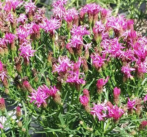 Deloach's parents' garage served as the site for their almost nightly rehearsals. Iron Butterfly Ironweed | Natorp's Online Plant Store