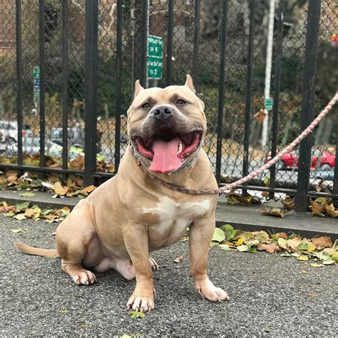 Get matched with a pupper from a responsible american bully breeder near you. American Bully Puppies For Sale | New York, NY #258040
