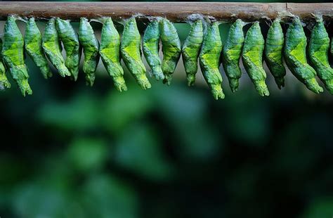 Royalty Free Photo Photo Of Bunch Of Green Pupa On Brown Stick Pickpik
