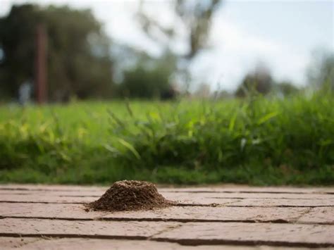 [7 TIPS] Get Rid Of Ants On Your Patio (FAST) - Clever Patio