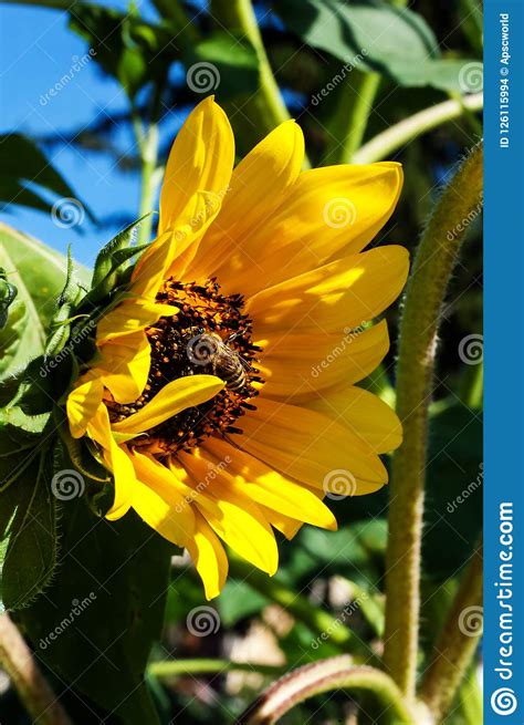 Sunflower Stock Photo Image Of Annual Flowering Magnoliophyta