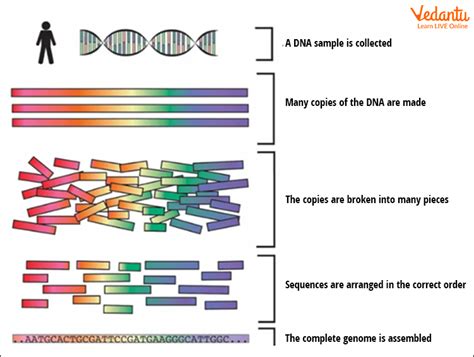Human Genome Project Definition Aim Objective Steps Features And Applications