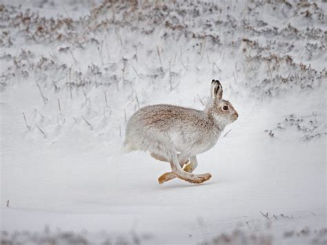 Mad Hares Bing Wallpaper Download