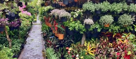 Pada tabel 2.1 diuraikan komposisi kandungan zat gizi yang terkandung tiap 100g pada daun tanaman bayam, yaitu : Ragam Jenis Tanaman Hias Outdoor Tahan Panas Dan Hujan