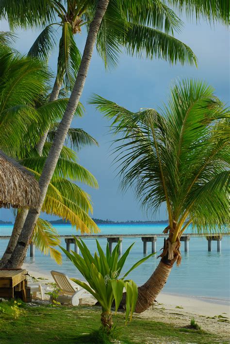 Free Images Sea Coast Ocean Palm Tree Vacation