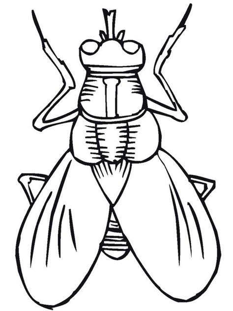 Bug Outline Simple And Versatile Designs For Crafts And Activities