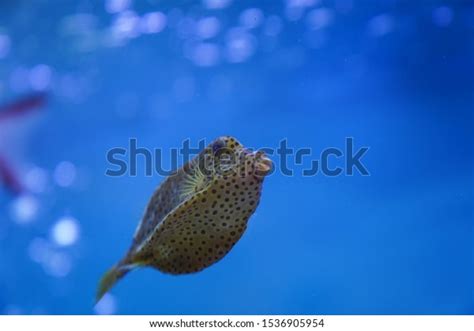 Spotted Puffer Fish Fish Tank Stock Photo 1536905954 Shutterstock
