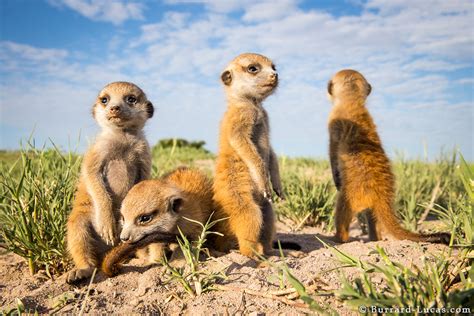 Meerkat Biting Tail Burrard Lucas Photography