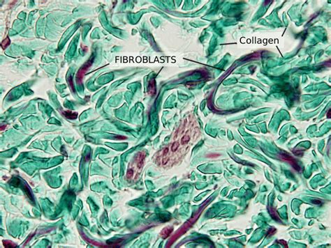 Fibroblast Definition And Examples Biology Online Dictionary