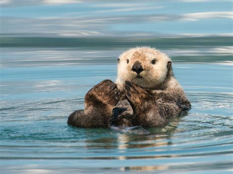 Endangered Sea Otters To Arrive At Birmingham Sea Life Centre This